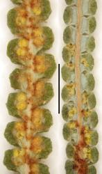 Gleichenia dicarpa. Abaxial surface of the ultimate leaflet (with α costa): group A (WELT P026809) at left; group B (WELT P026797) at right.  Scale bar = 2 mm. 
 Image: L.R. Perrie © Te Papa 2014 CC BY-NC 3.0 NZ